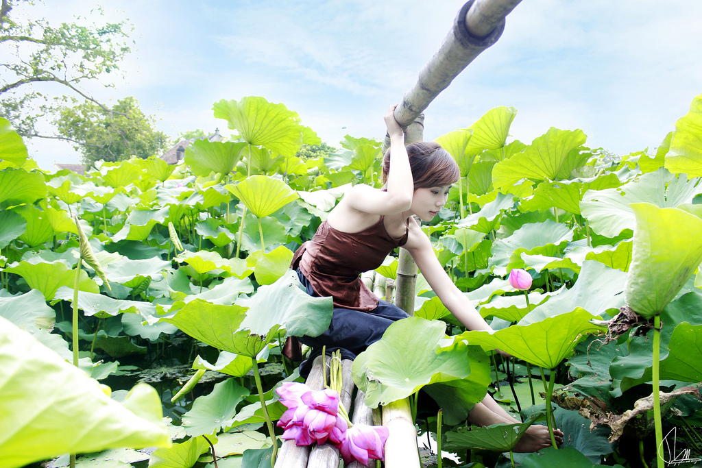 The lotus pond around the banks of West Lake - Ideal Places to Take Photos in Hanoi
