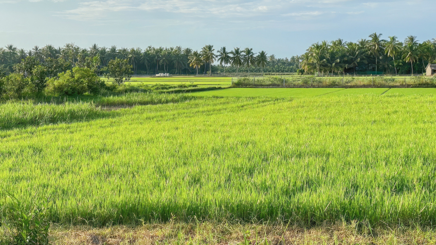 Vast and green paddy field