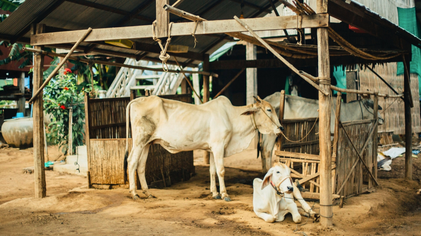 Zebu Cows In Local Family, Angkor Ban