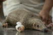 A Young Male Pangolin Rested On A Medical Table At The Phnom Tamao Wildlife Rescue Center