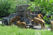 Car Trip At Safari Park