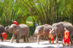 Elephant Show Safari World