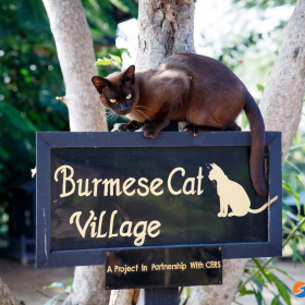Burmese Cat House