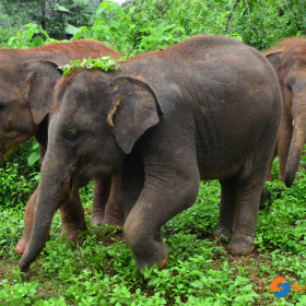 Elephant Rescue Park