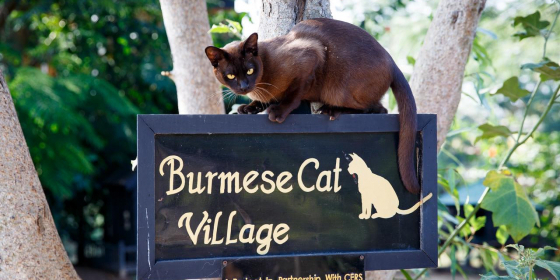 Burmese Cat House