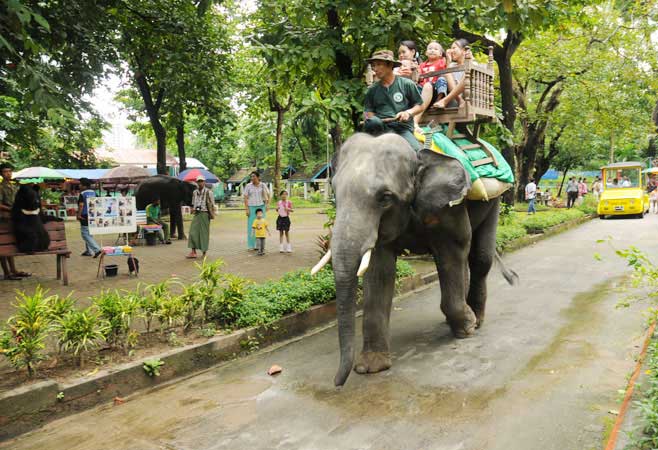Elephant ride at Yangon Zoological Gardens