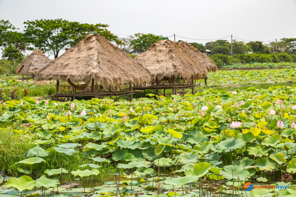 Lotus Farm in Cambodia