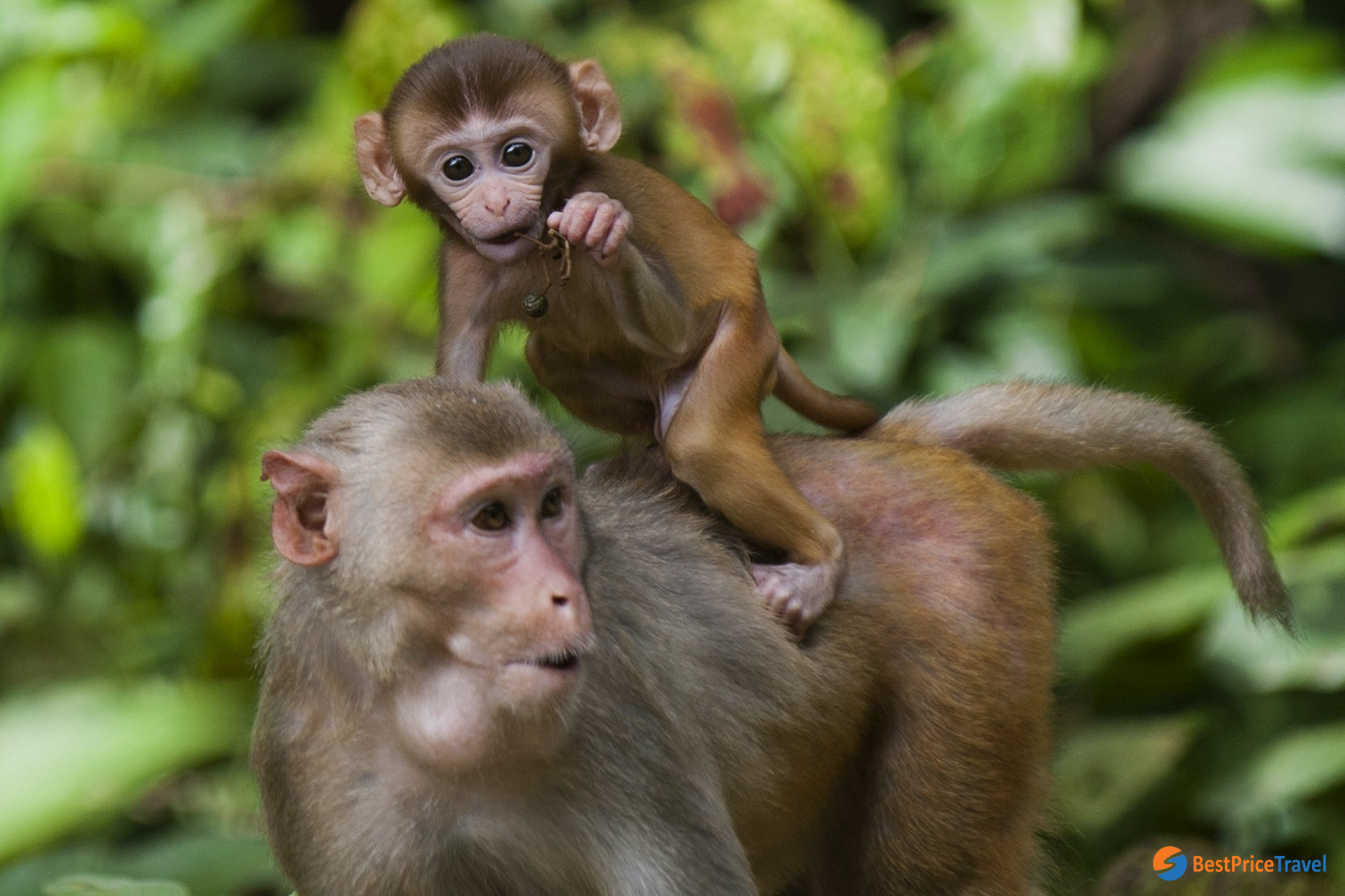 Monkeys in Hlawga National Park 