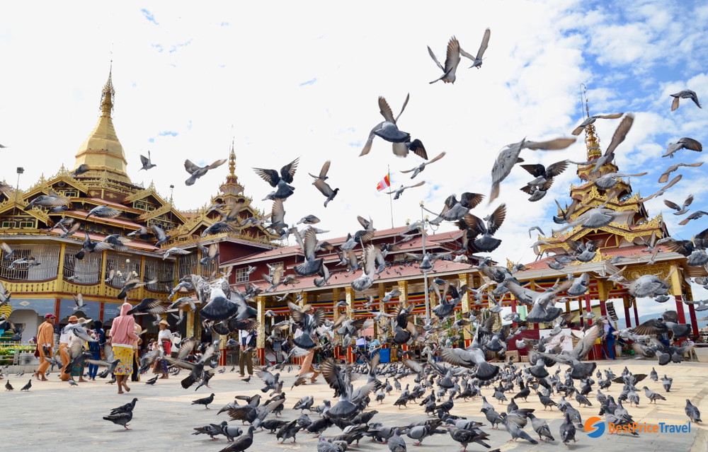 Worshippers feed a large group of pigeons
