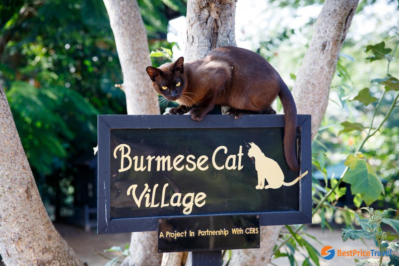 The Burmese Cat at Heritage House