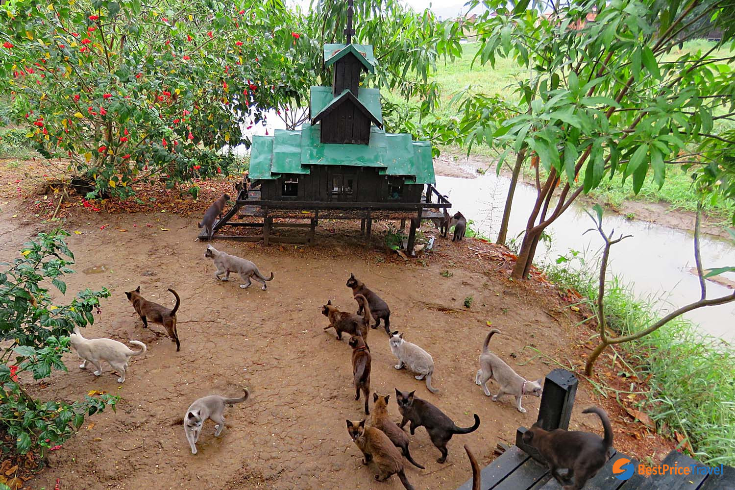 Burmese Cats in the garden