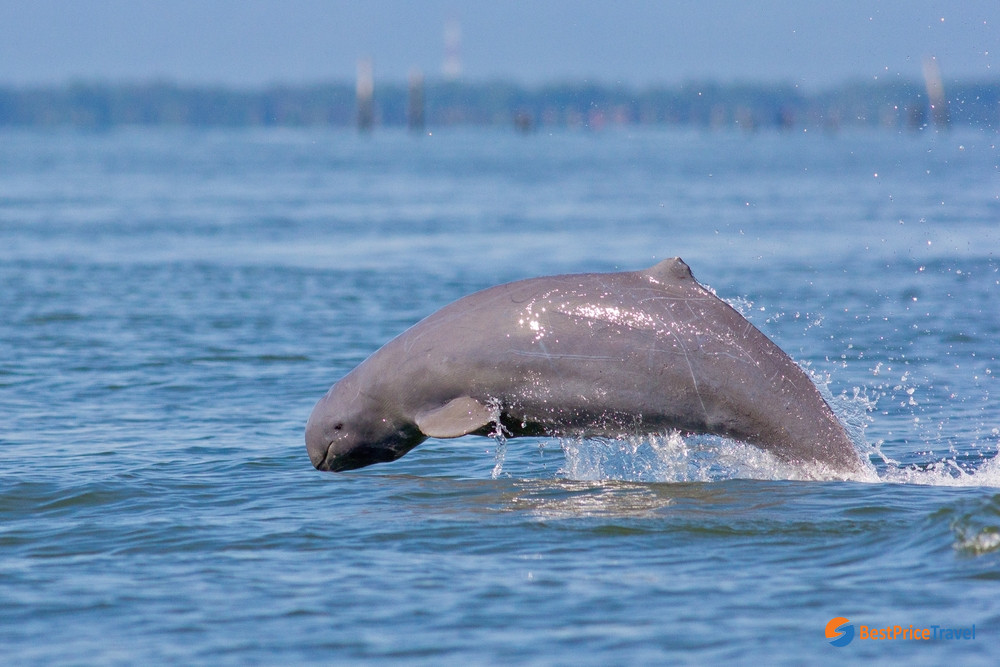 The Mekong Irrawaddy Dolphin