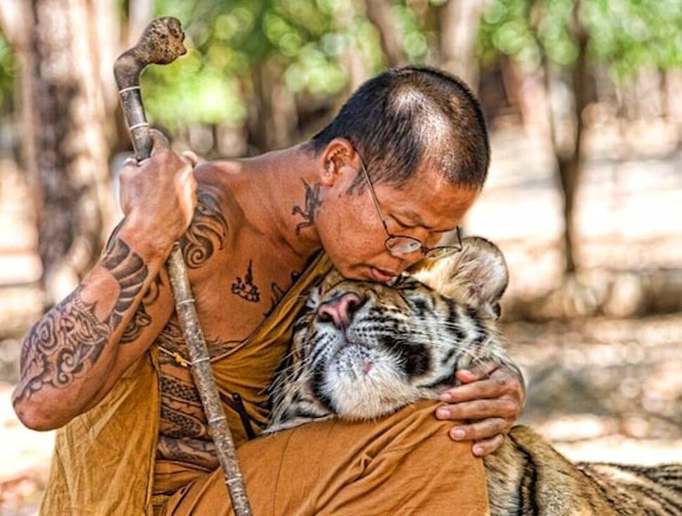 Monks Take Care Of Tigers