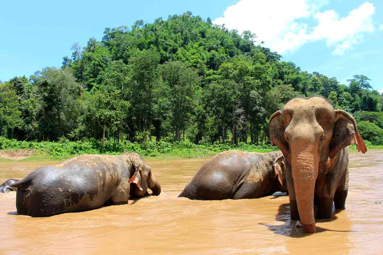 Elephants in Thai Elephant Conservation Centre, Lampang