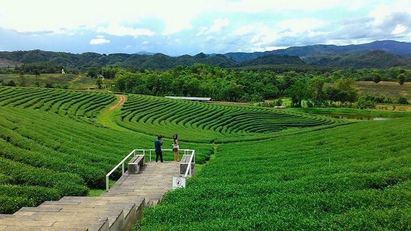 Doi Tung tea plantation