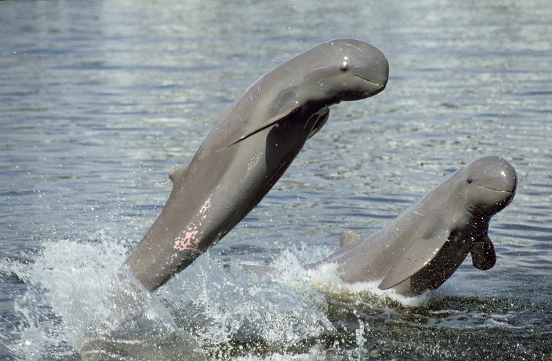 Irrawaddy Dolphin In Mekong River