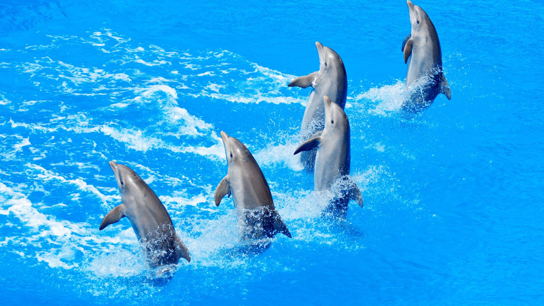 Dolphin Show in Tuan Chau