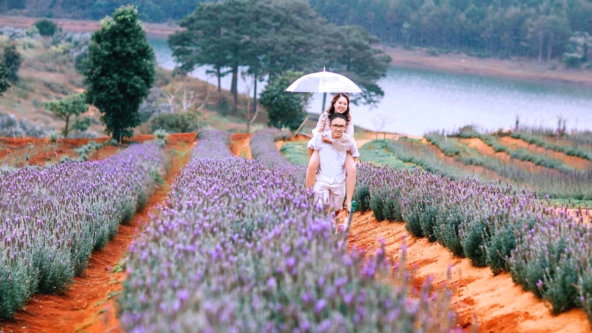 Romantic Lavender Garden In Da Lat