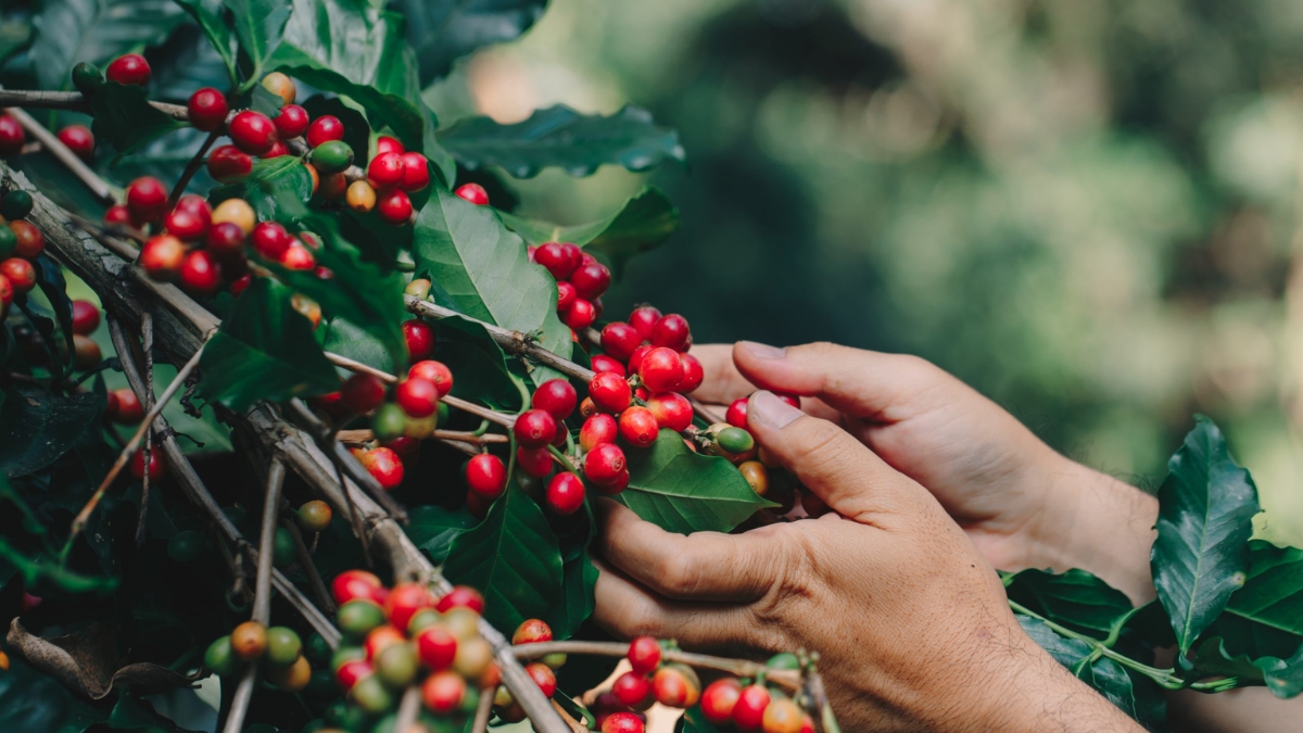 The Arabica And Robusta Coffee From Laos Is Well Known Across Southeast Asia