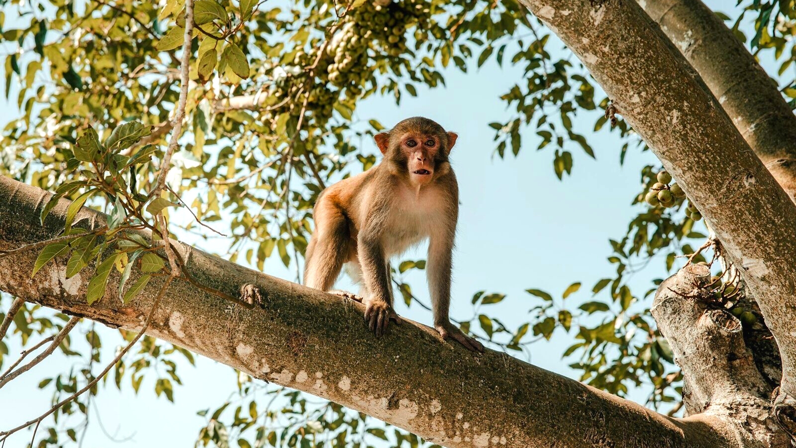Cute monkey in Monkey Island