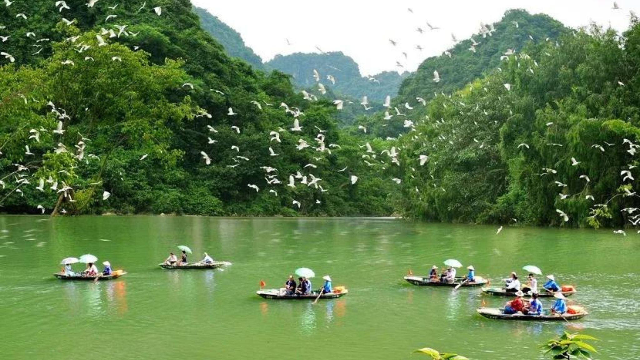 Enjoy A Boat Trip Surrounded By Thousands Of Birds