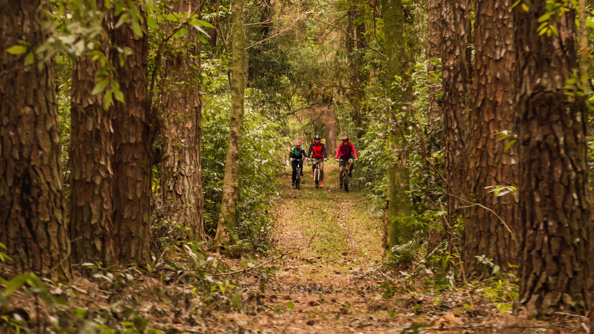 Immerse In The Beauty Of The Jungle By Cycling