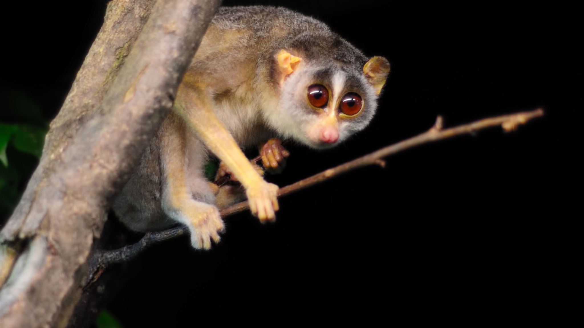Loris The Animal Appeared In The Famous Movie Series Madagascar