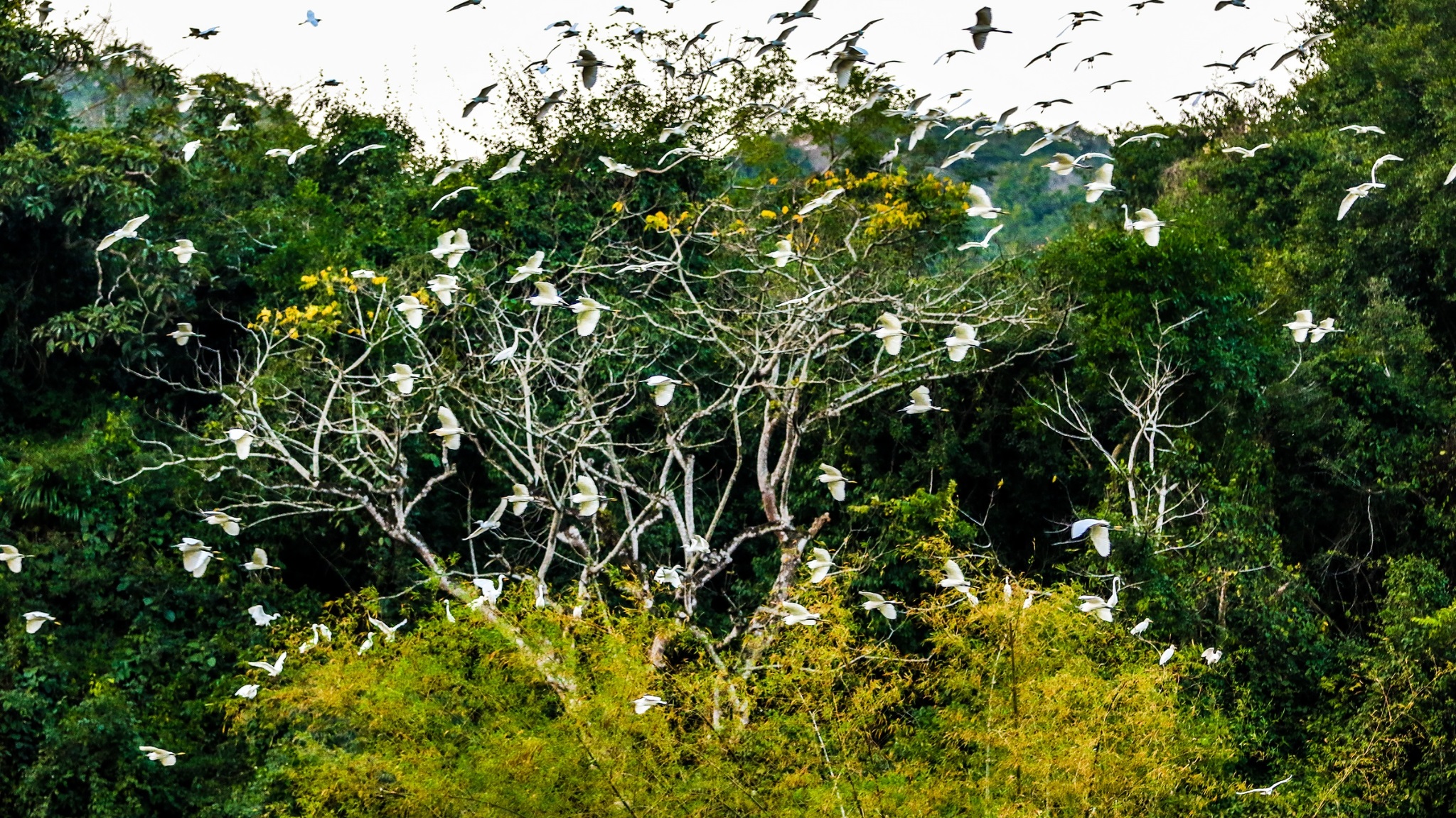 Thung Nham Bird Park Ecotourism