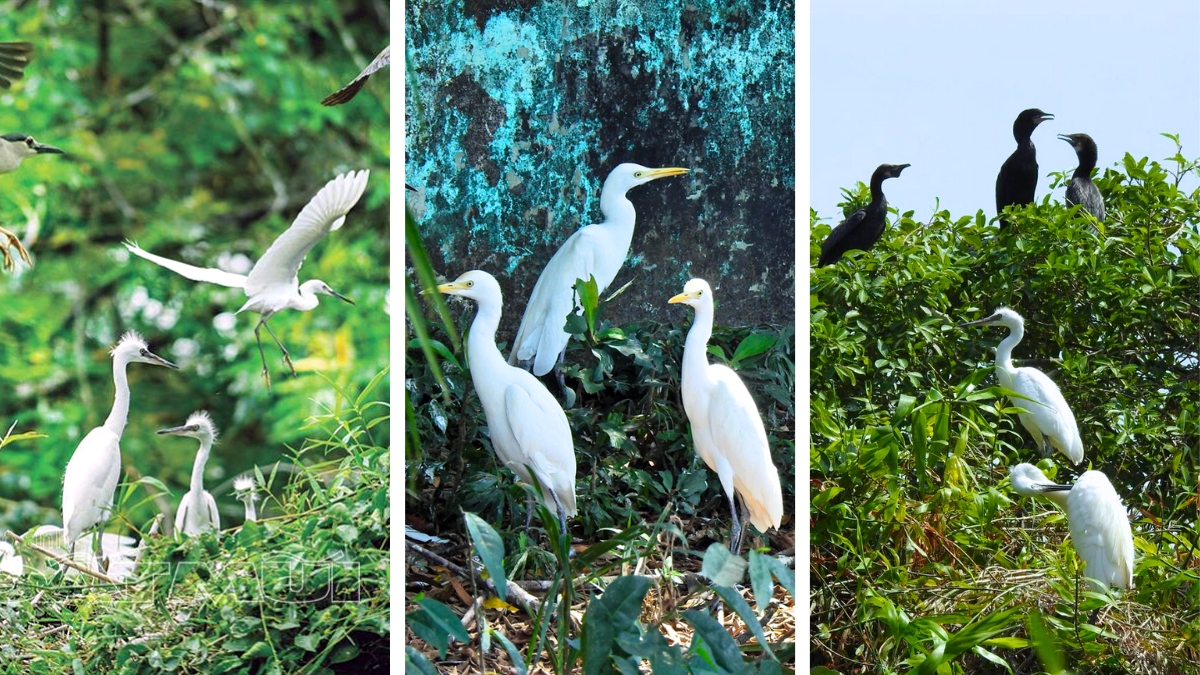 There Is A Wide Range Of Bird Species In Ngoc Hien Bird Sanctuary