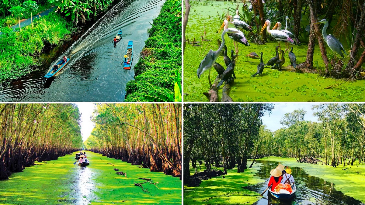 Take A Boat Trip To Explore The Diverse Ecosystem Of U Minh Ha Forest