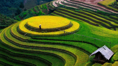 4 Best Places to See Golden Rice Fields in Vietnam