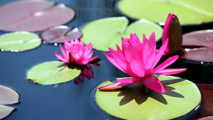 All you need to know about taking photo with Water Lily in Vietnam