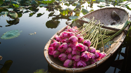 Vietnam Photography - Beautiful Shooting Corners in Lotus Blooming Season
