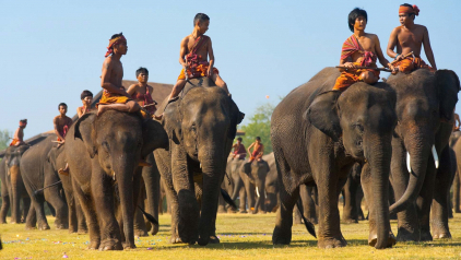 How to Celebrate the Surin Elephant Festival