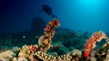 Scuba Diving Vietnam: Complete Guide