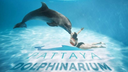 Pattaya Dolphinarium - The Most Amazing Dolphin Show in Thailand