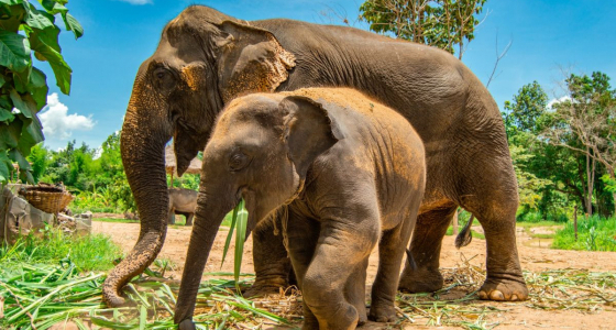 One Day at the Ethical Elephant Sanctuary in Chiang Mai