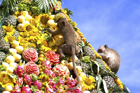 Lopburi Monkey Banquet Festival - The Most Unique Festival in Thailand