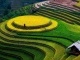 5 Best Places to See Golden Rice Fields in Vietnam