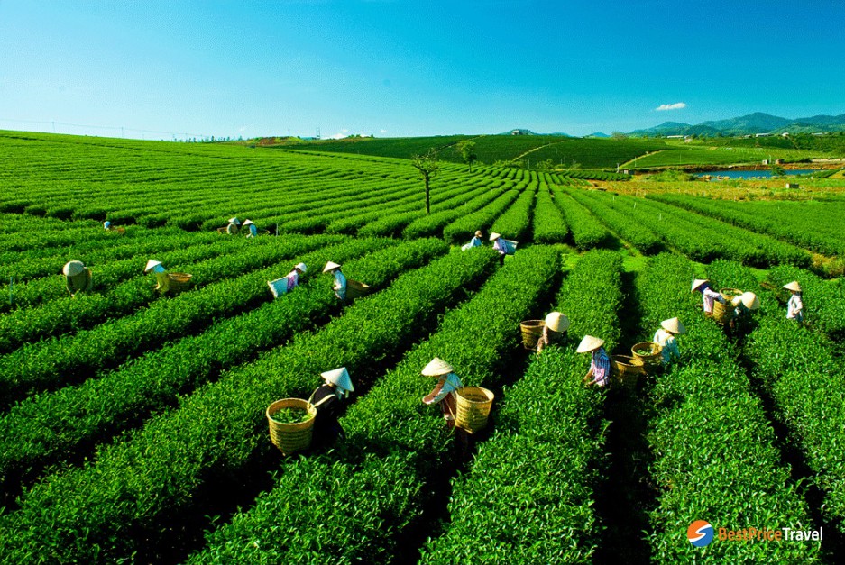 Moc Chau tea hills - top place to visit in Northwest vietnam