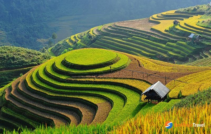 A featured "Sticky Rice Tray" (mam xoi) hill in Mu Cang Chai