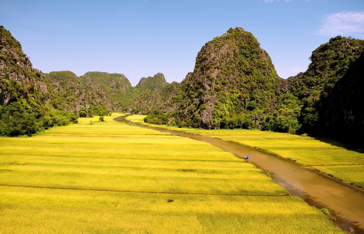 Golden rice in north Vietnam in September