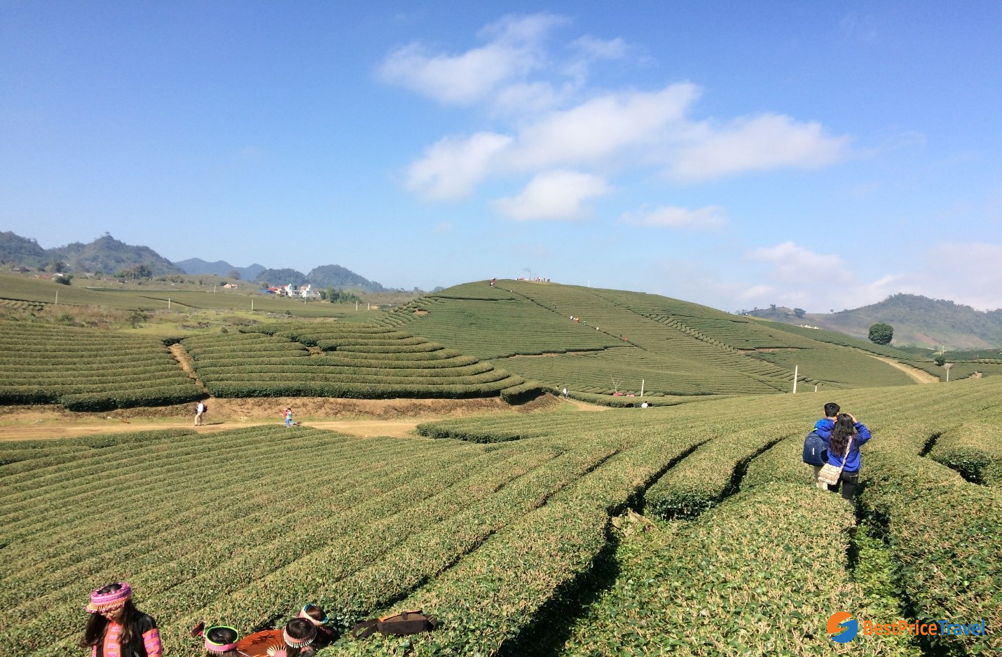 Green tea harvest in Northern Vietnam