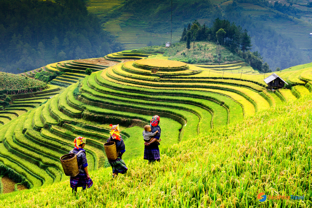 rice terraces in northern Vietnam