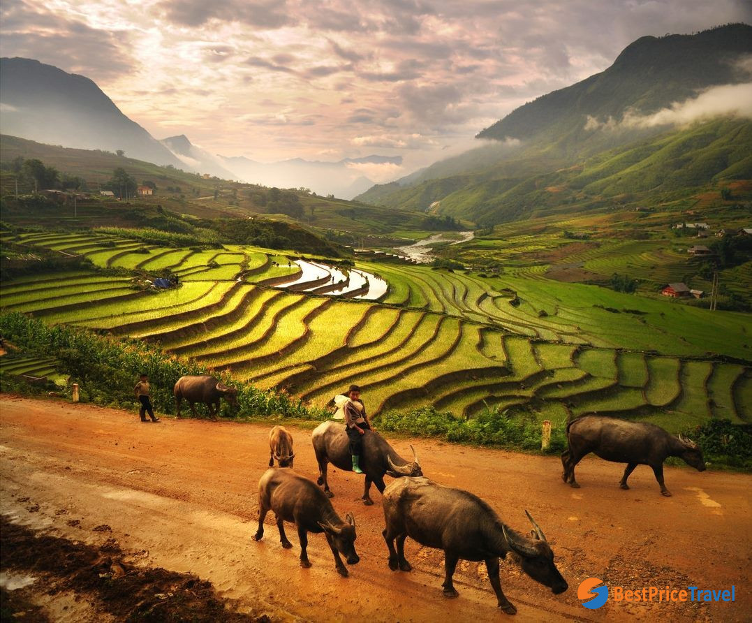 The "natural rice factories" in Sapa of northern Vietnam