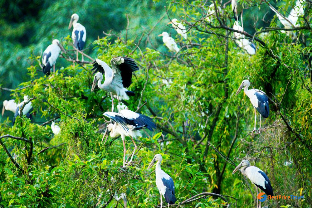 Birds in Thung Nham