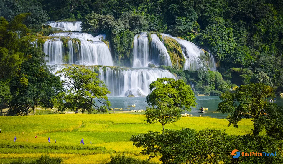 Harvest season is the best time to visit Ban Gioc Waterfall