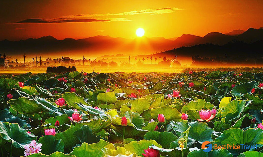 Lotus lake in sunset