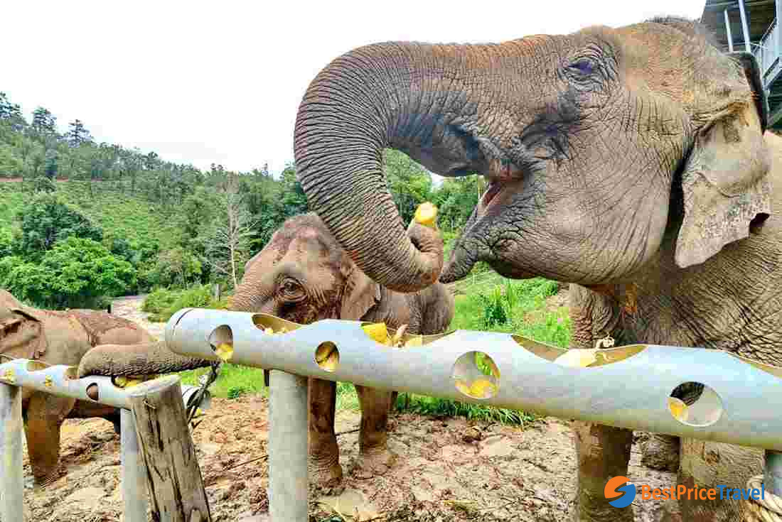 One day at ChangChill elephant sanctuary was the best experience in Chiang Mai