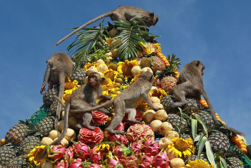 Lopburi Monkey Banquet Festival - The Most Unique Festival in Thailand